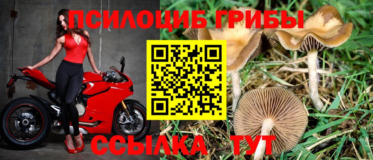 Псилоцибиновые грибы Psilocybe  Сибай 